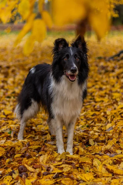 Колли Разводит Собаку Скамейке Осенние Цветные Листья — стоковое фото
