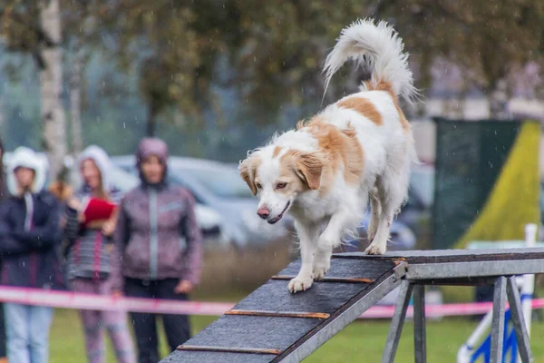 Hund Kör Över Hinder Agility Konkurrens — Stockfoto