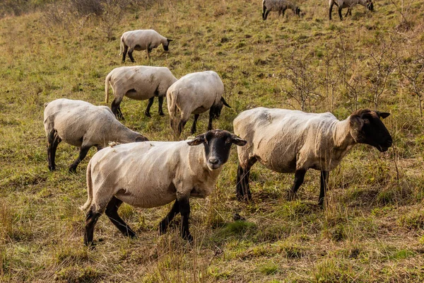 Πρόβατα Βοσκότοπο Στην Προστατευόμενη Από Φύση Περιοχή Cesky Kras Τσεχική — Φωτογραφία Αρχείου