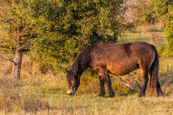 Европейская Дикая Лошадь Equus Ferus Ferus Заповеднике Миловице Чехия — стоковое фото