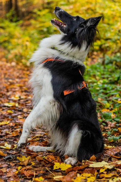 Collie Σκυλί Φυλής Ένα Παγκάκι Φθινόπωρο Πολύχρωμο Δάσος — Φωτογραφία Αρχείου