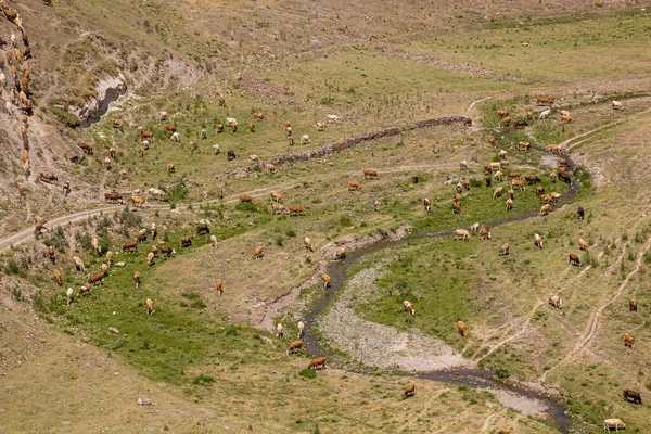 Vista Aérea Una Manada Vacas Valle Tsaghkotsadzor Alaca Cay Cerca — Foto de Stock