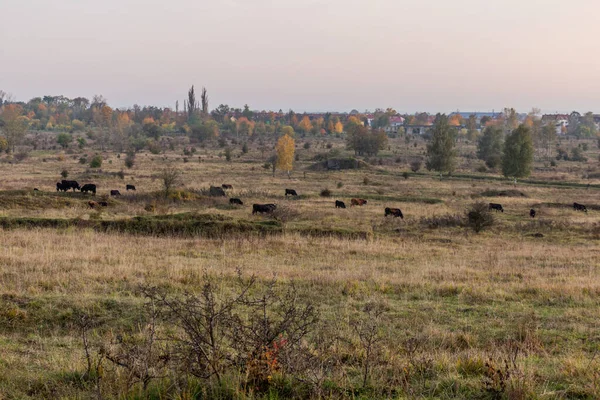 Aurochs Bos Primigenius Het Natuurreservaat Milovice Tsjechië — Stockfoto