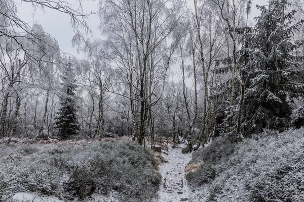 Vue Hivernale Sentier Travers Une Forêt République Tchèque — Photo