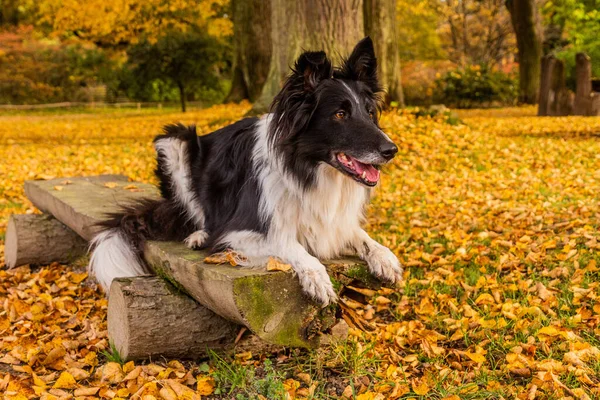 Collie Hoduje Psa Ławce Jesiennym Kolorowym Parku — Zdjęcie stockowe