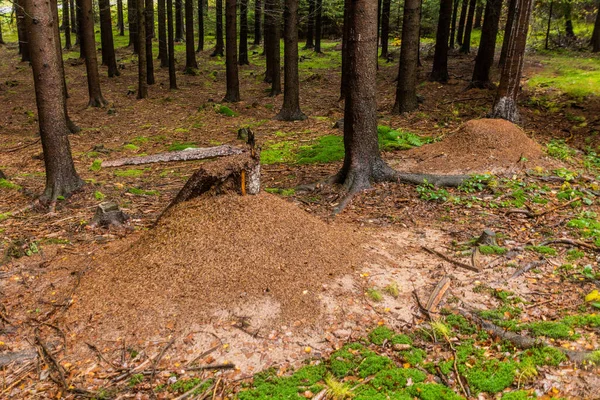 Çek Cumhuriyeti 'nde bir ormanda antiller