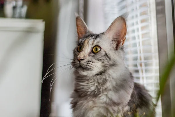 Widok Młodego Kota Maine Coon — Zdjęcie stockowe