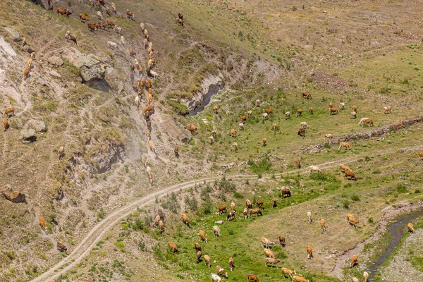 Vista Aérea Una Manada Vacas Valle Tsaghkotsadzor Alaca Cay Cerca —  Fotos de Stock