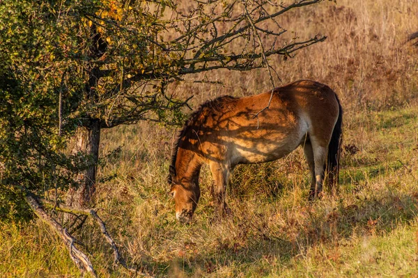 Дикая Лошадь Equus Ferus Заповеднике Вблизи Миловице Чехия — стоковое фото