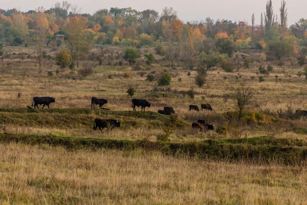 Aurochs Bos Primigenius Reserva Natural Milovice República Checa — Fotografia de Stock