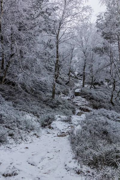 Vista Inverno Caminho Por Uma Floresta Montanha Decinsky Sneznik República — Fotografia de Stock