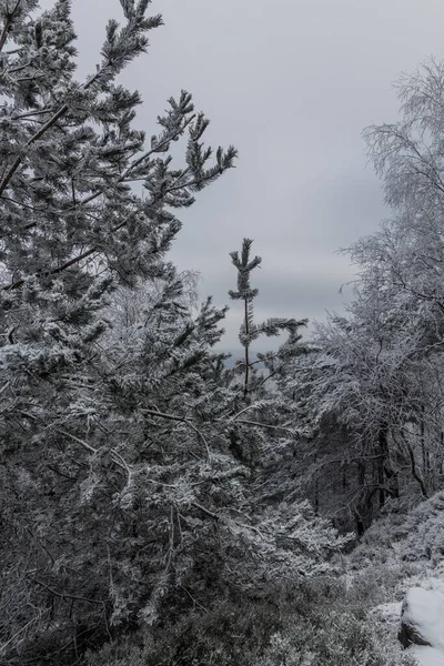 Vista Inverno Uma Floresta Montanha Decinsky Sneznik República Checa — Fotografia de Stock