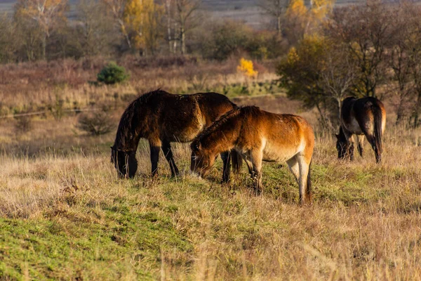 Europejskie Dzikie Konie Equus Ferus Ferus Rezerwacie Przyrody Milovice Republika — Zdjęcie stockowe