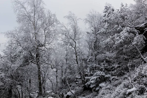 Zimní Pohled Les Pohoří Děčínský Sněžník České Republice — Stock fotografie