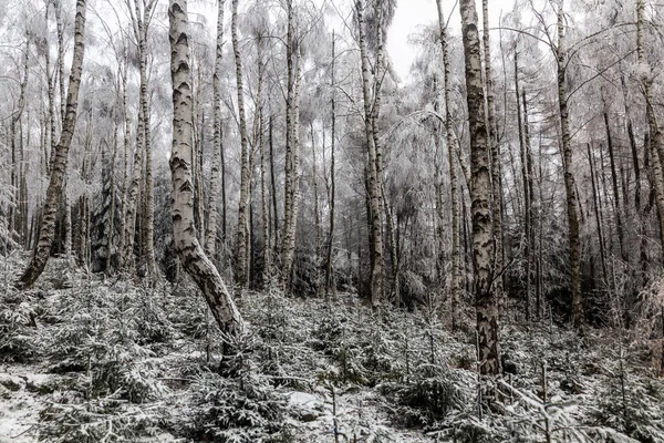 Vista Inverno Uma Floresta Vidoeiro República Checa — Fotografia de Stock