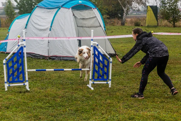 Lysa Labem Czech Republic 2020年9月28日 チェコのLysa Nad Labemでの敏捷性競争中の犬とハンドラー — ストック写真