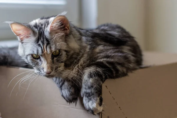 Portrait Young Maine Coon Cat — Stock Photo, Image