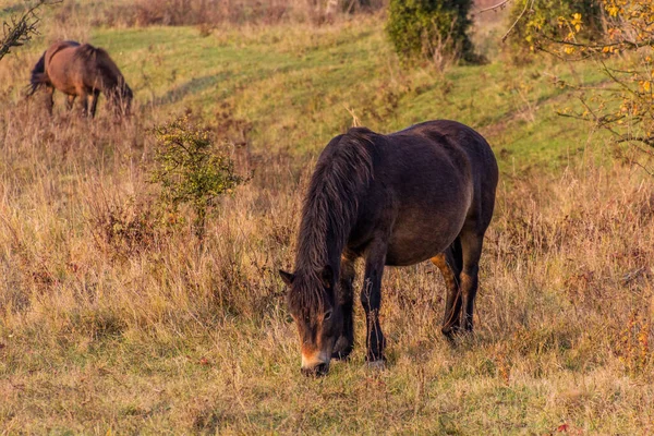 Cavalos Selvagens Europeus Equus Ferus Ferus Reserva Natural Milovice República — Fotografia de Stock