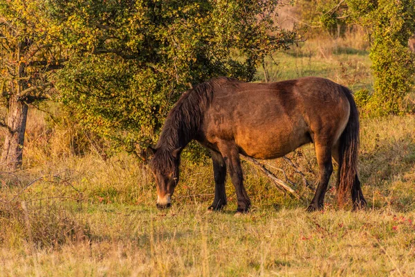 Caballo Salvaje Europeo Equus Ferus Ferus Reserva Natural Milovice República — Foto de Stock