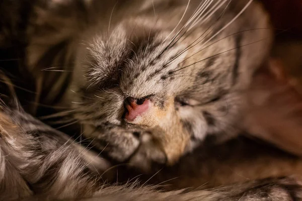 Snout Young Maine Coon Cat — Stock Photo, Image