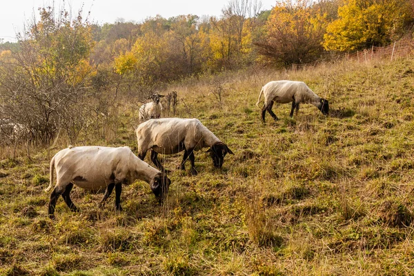 Schafe Auf Einer Weide Naturschutzgebiet Cesky Kras Tschechische Republik — Stockfoto