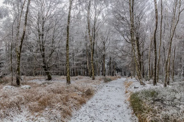 Vista Inverno Caminho Através Uma Floresta Bétulas República Checa — Fotografia de Stock