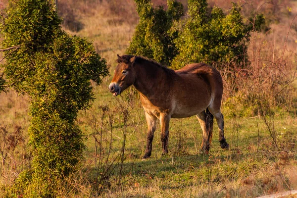 Дикая Лошадь Equus Ferus Заповеднике Вблизи Миловице Чехия — стоковое фото