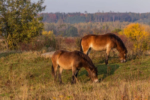 Caballos Salvajes Equus Ferus Una Reserva Cerca Milovice Chequia — Foto de Stock