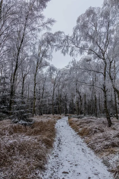 Zimowy Widok Ścieżkę Przez Las Brzozowy Republice Czeskiej — Zdjęcie stockowe