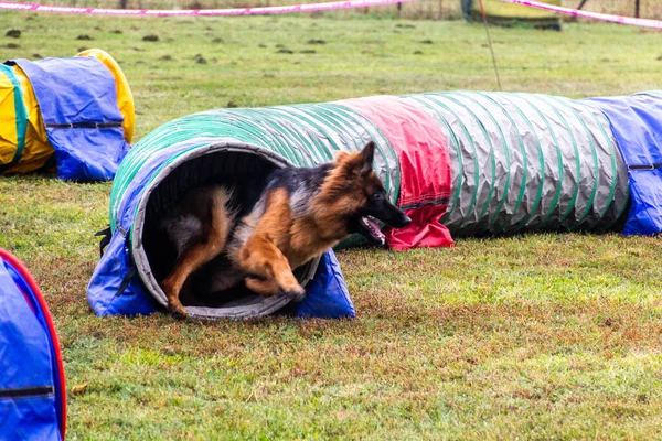 チェコ共和国のLysa Nad Labemでの敏捷性競争中の犬 — ストック写真