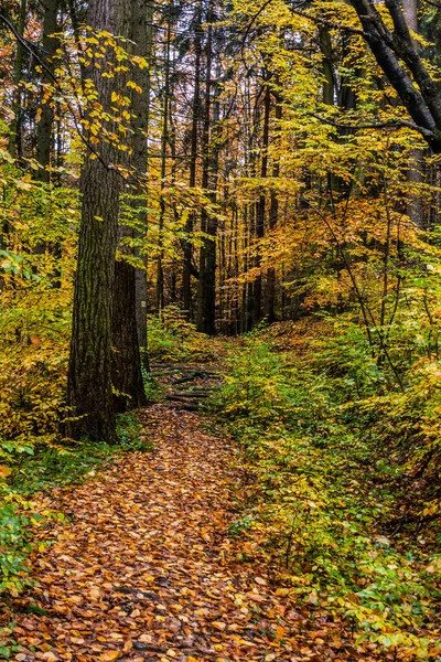 Çek Cumhuriyeti 'nin Usti nad Orlici yakınlarındaki Andrluv Chlum dağının sonbahar manzarası