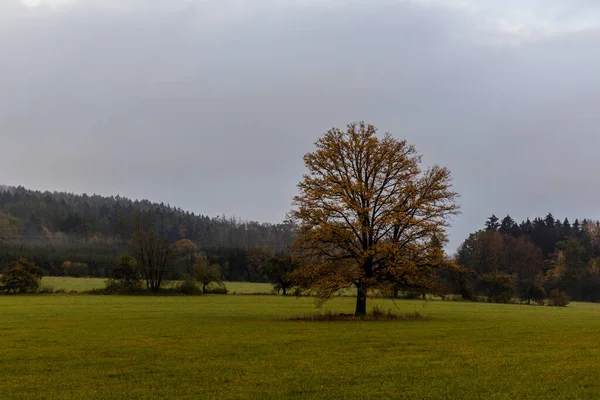 Vista Autunnale Albero Solitario Nella Repubblica Ceca — Foto Stock