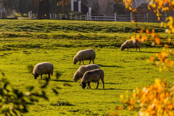 Πρόβατα Ένα Λιβάδι Στην Πράγα Τσεχική Δημοκρατία — Φωτογραφία Αρχείου