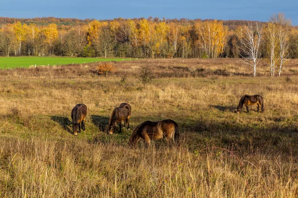 Cavalos Selvagens Europeus Equus Ferus Ferus Reserva Natural Milovice República — Fotografia de Stock