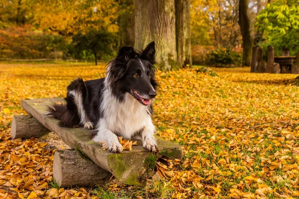 Collie Hoduje Psa Ławce Jesiennym Kolorowym Parku — Zdjęcie stockowe