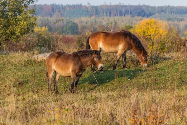 Cavalos Selvagens Equus Ferus Numa Reserva Perto Milovice Checoslováquia — Fotografia de Stock