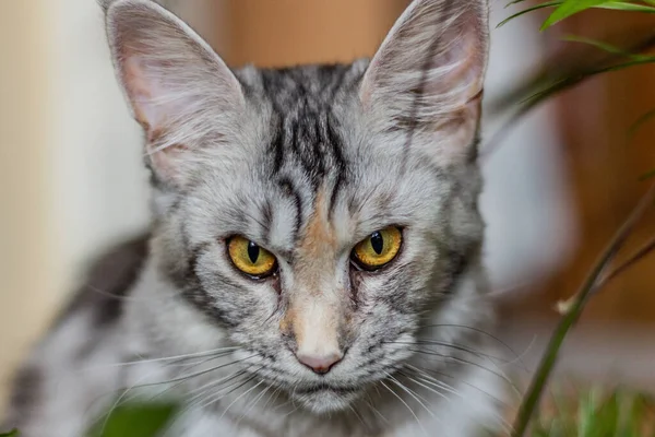 Vista Del Joven Maine Coon Cat — Foto de Stock