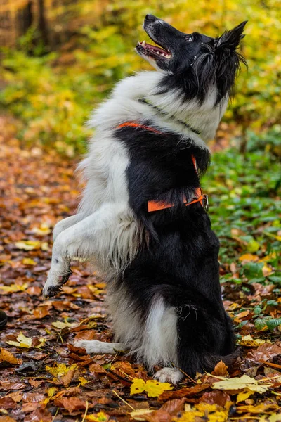 Collie Breed Dog Bench Autumn Colorful Forest — Stock Photo, Image