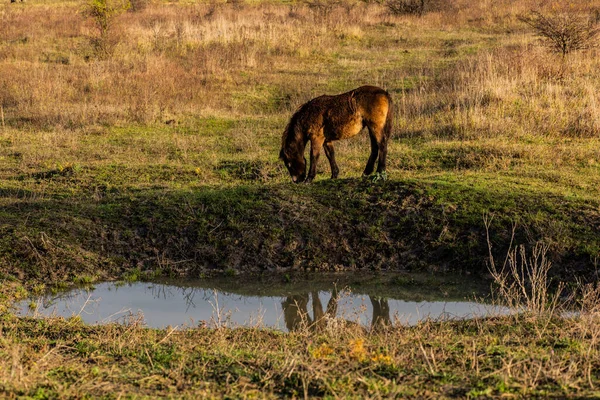 Европейская Дикая Лошадь Equus Ferus Ferus Заповеднике Миловице Чехия — стоковое фото