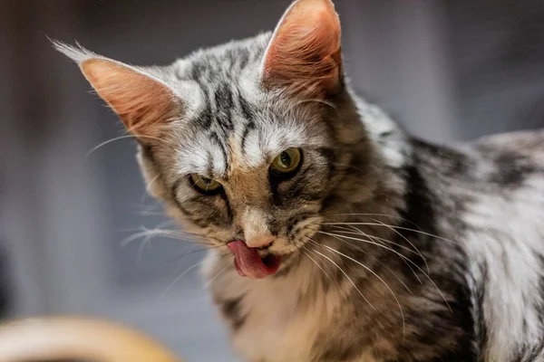 Young Maine Coon Cat Licking Herself — Stock Photo, Image