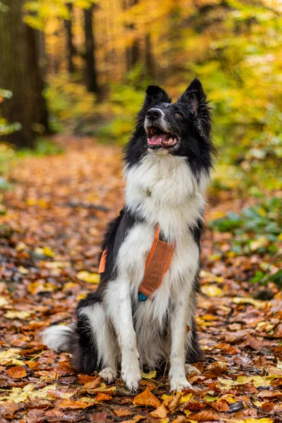 Collie Rasy Pies Jesienią Kolorowy Las — Zdjęcie stockowe