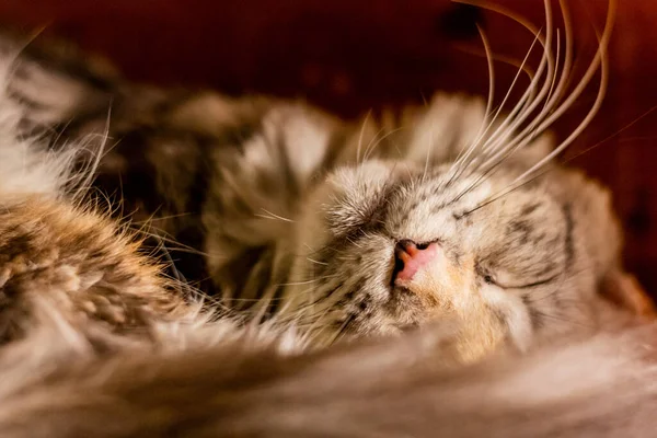 Snout Young Maine Coon Cat — Stock Photo, Image