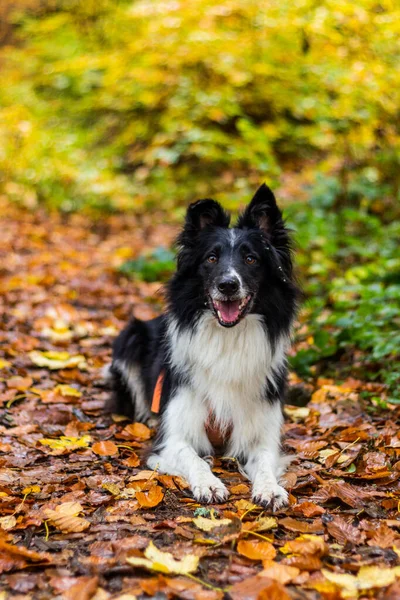 Collie Σκυλί Φυλής Ένα Παγκάκι Φθινόπωρο Πολύχρωμο Δάσος — Φωτογραφία Αρχείου