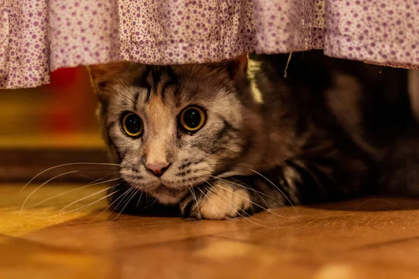 Vista Del Joven Maine Coon Gato Bajo Una Cortina — Foto de Stock
