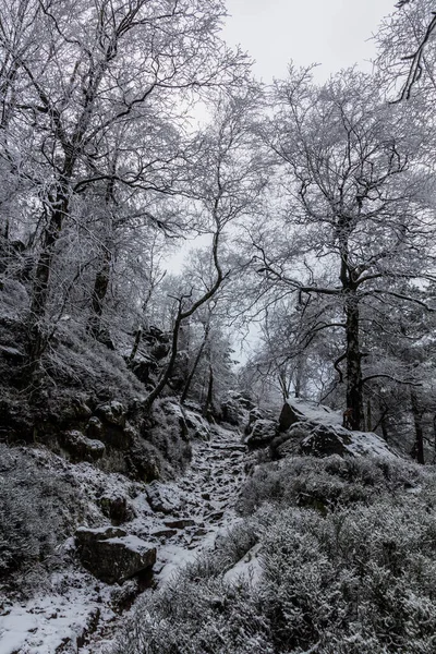 Vue Hivernale Sentier Travers Une Forêt Montagne Decinsky Sneznik République — Photo