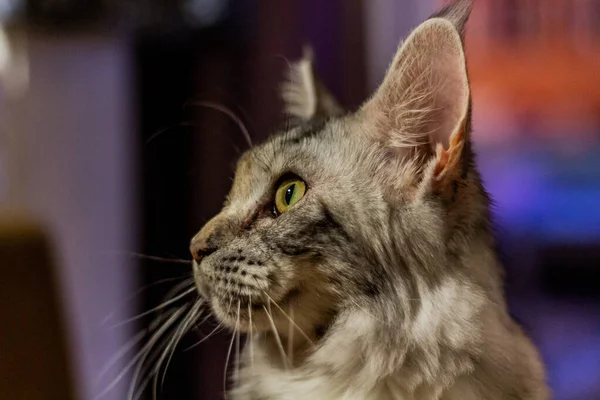 View Young Maine Coon Cat — Stock Photo, Image