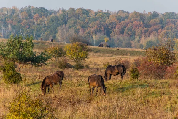 Európai Vadlovak Equus Ferus Ferus Milovice Természetvédelmi Területen Cseh Köztársaság — Stock Fotó