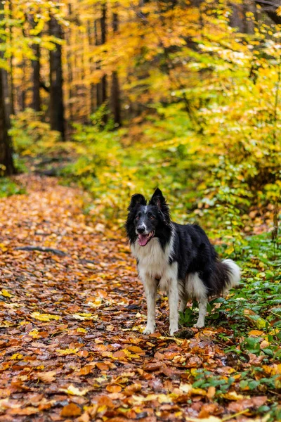 Collie Rasy Pies Ławce Jesienią Kolorowy Las — Zdjęcie stockowe