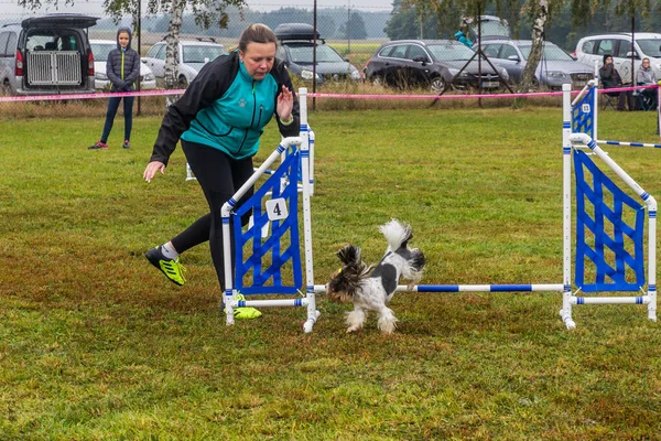 LYSA NAD LABEM, CZECH REUBLIC - 28 Eylül 2020: Çek Cumhuriyeti Lysa nad Labem 'de çeviklik yarışması sırasında köpek ve bir idareci