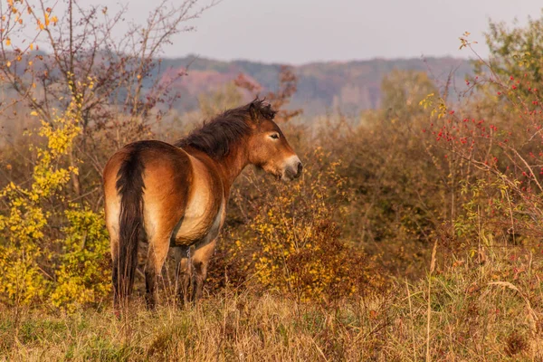 Caballo Salvaje Europeo Equus Ferus Ferus Reserva Natural Milovice República — Foto de Stock